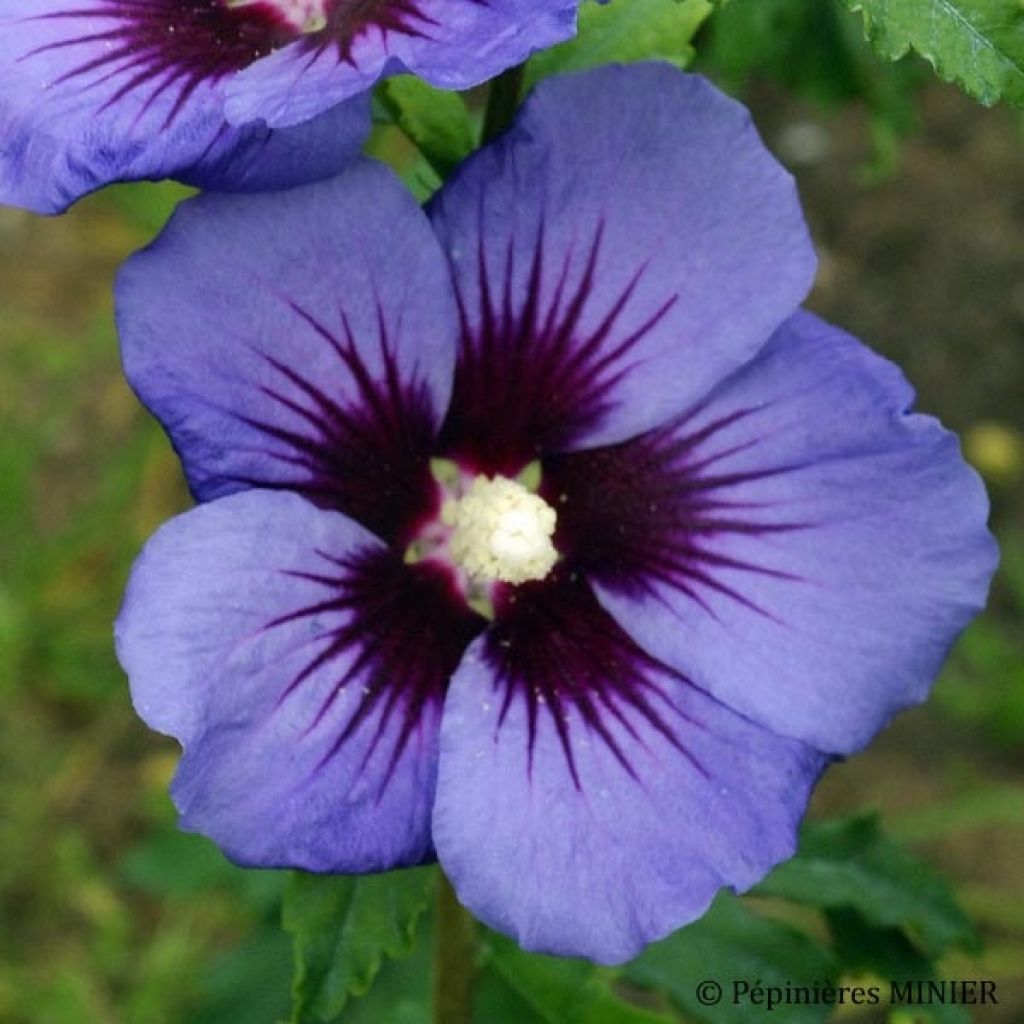Hibiscus syriacus Ultramarine - Tuinhibiscus