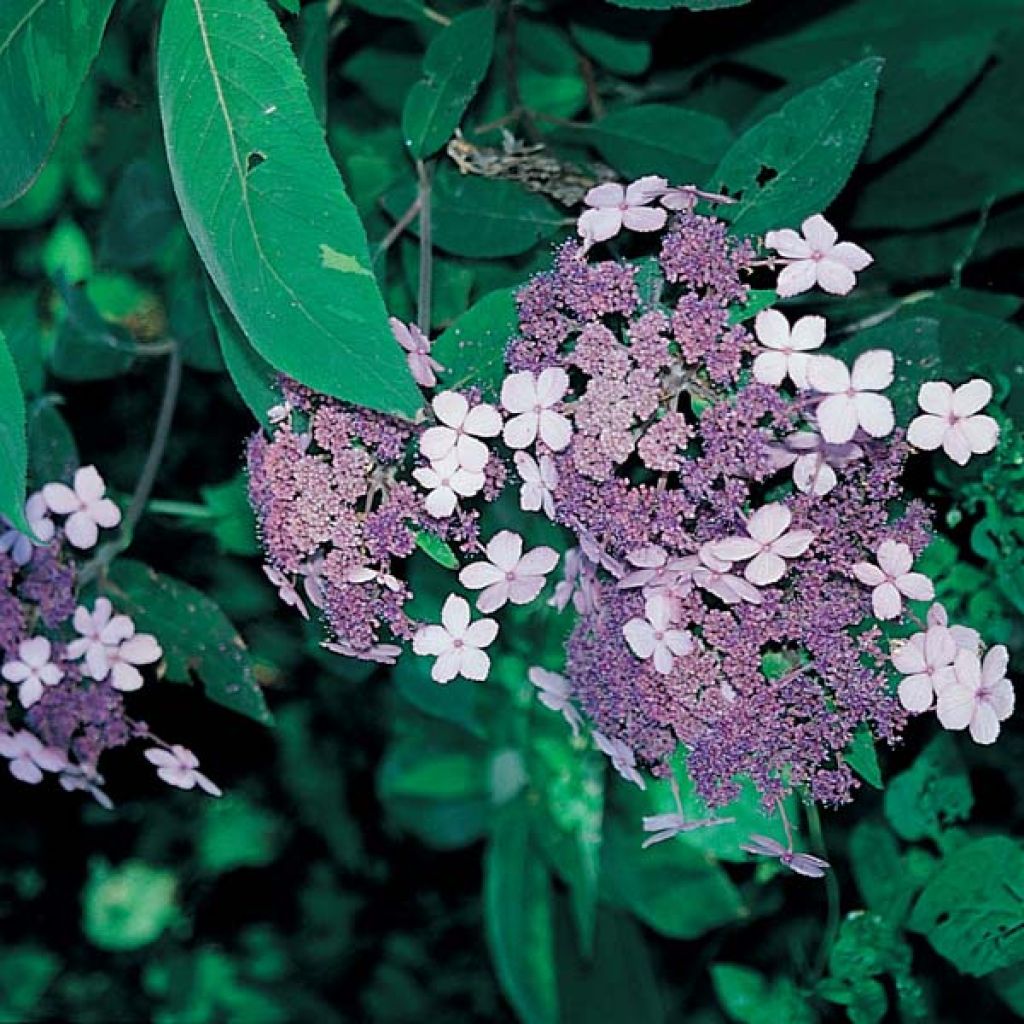 Hydrangea aspera Villosa - Fluweelhortensia