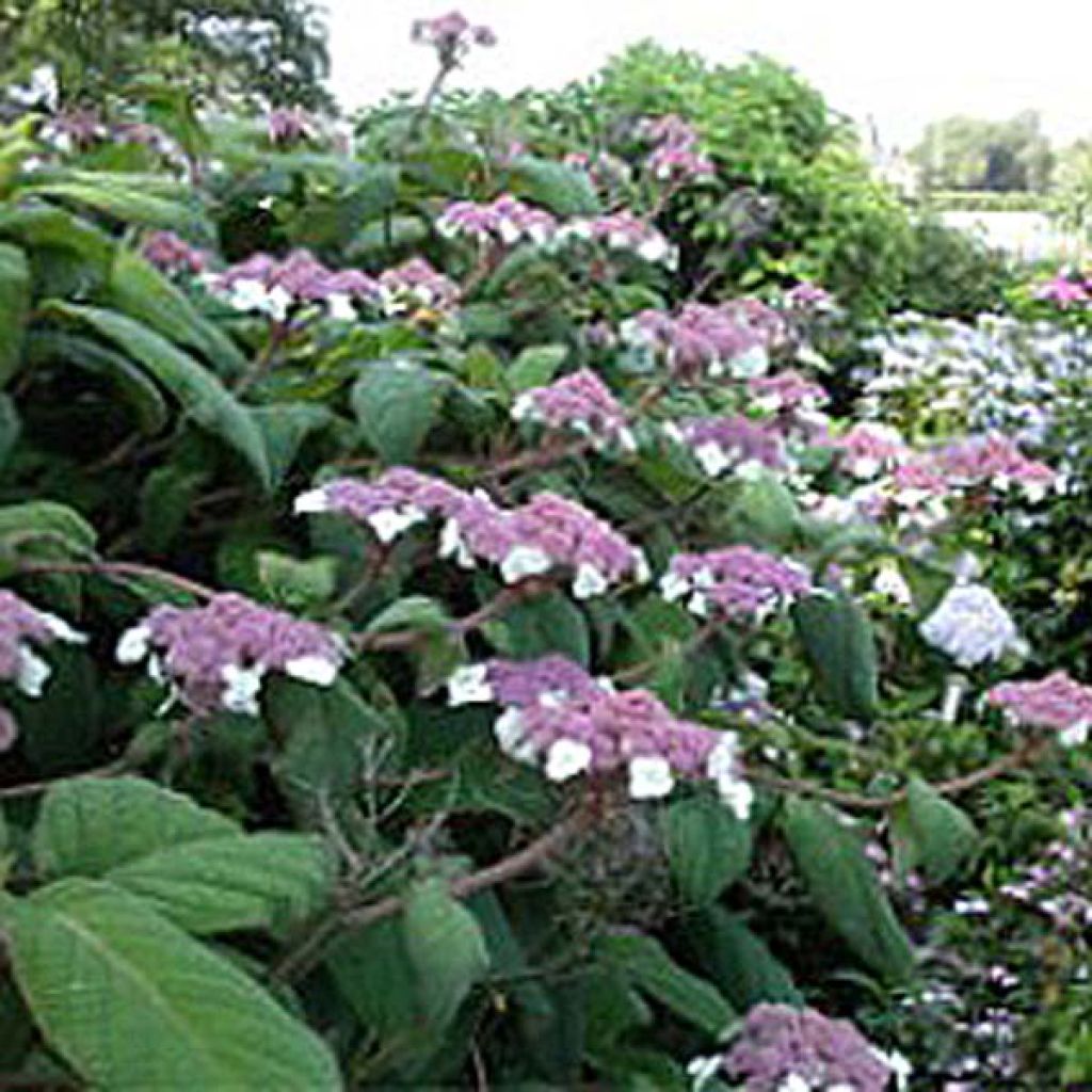 Hydrangea aspera Macrophylla - Fluweelhortensia