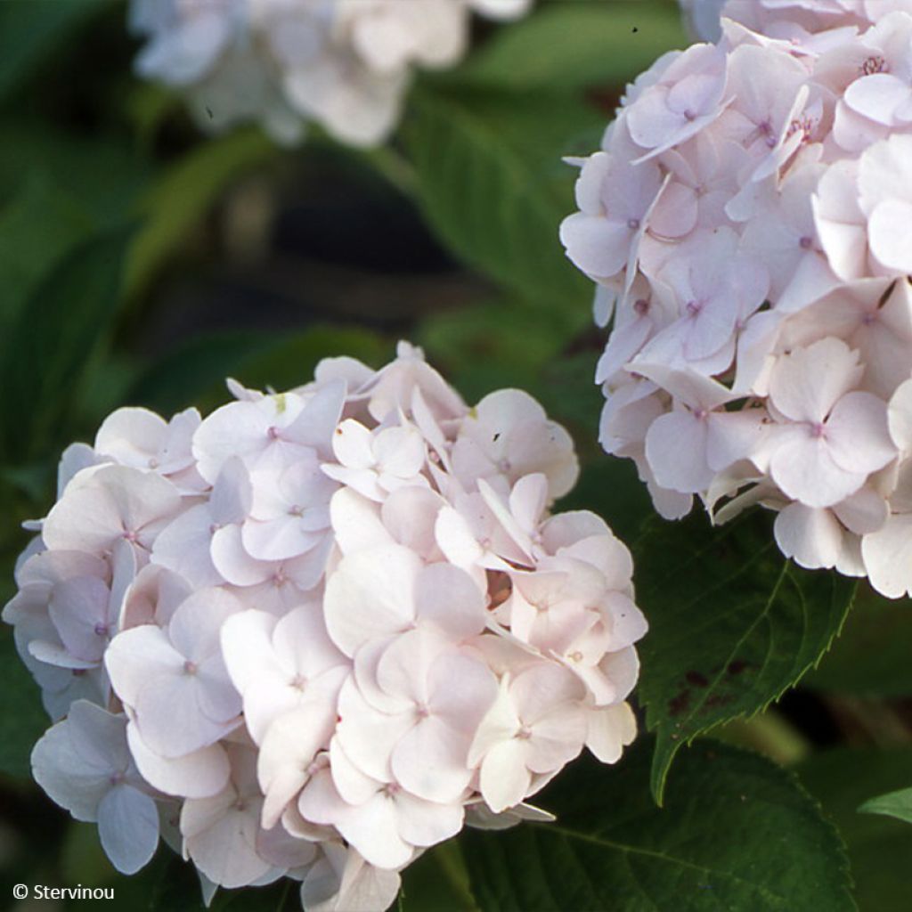 Hydrangea macrophylla Rahic - Bolhortensia