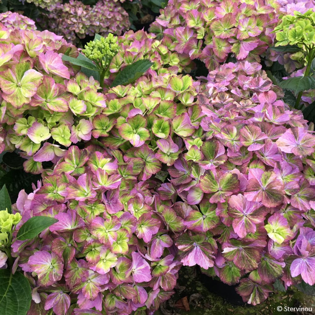 Hydrangea macrophylla Valvert - Bolhortensia