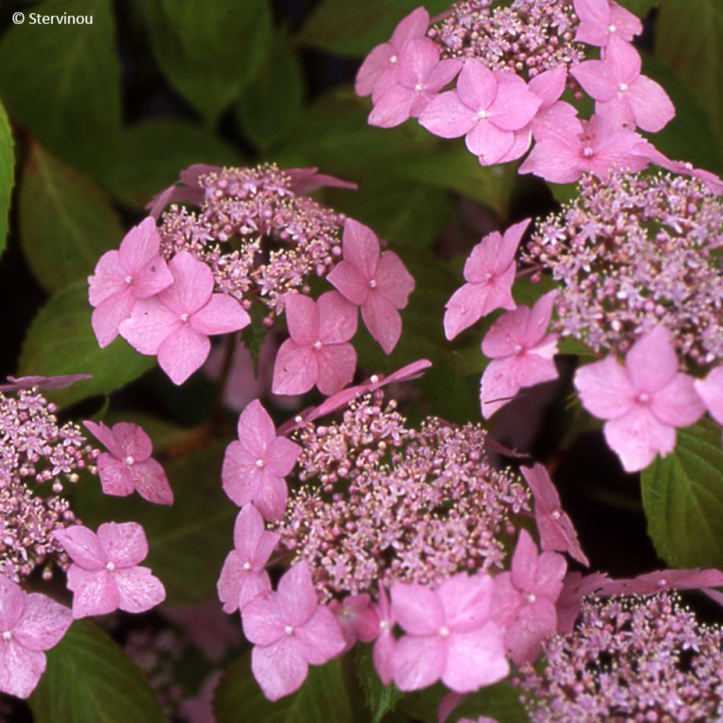 Hydrangea serrata Bleuet - Berghortensia