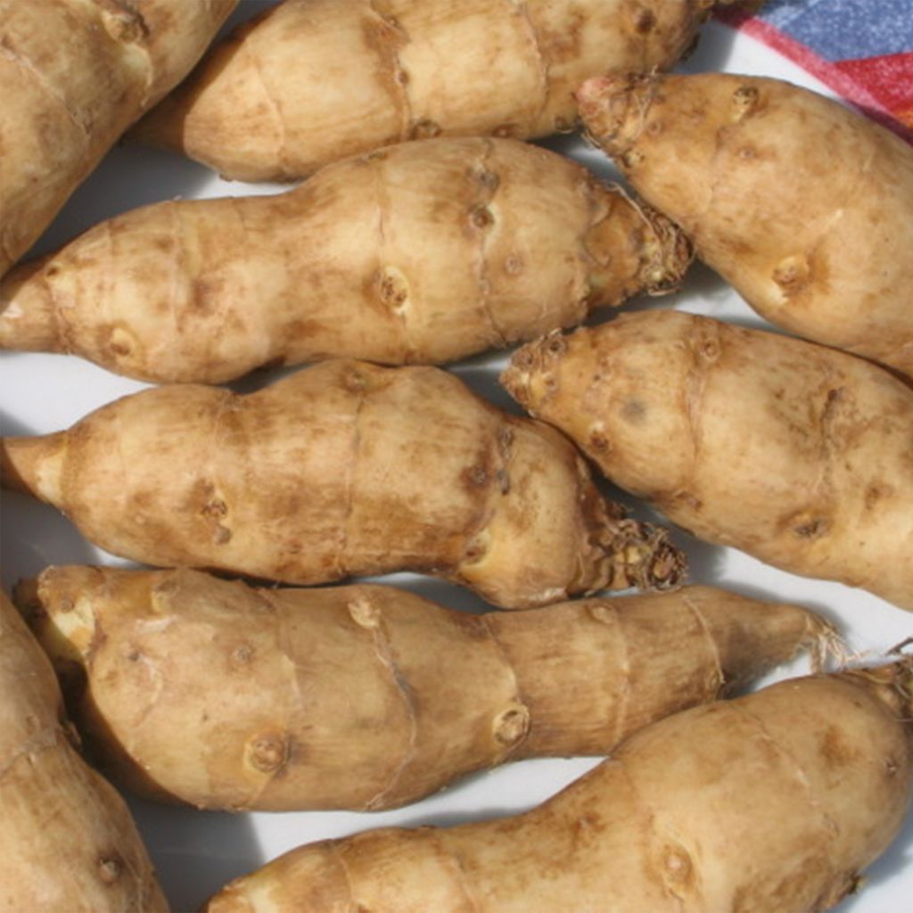 Zonnewortel - Helianthus strumosus