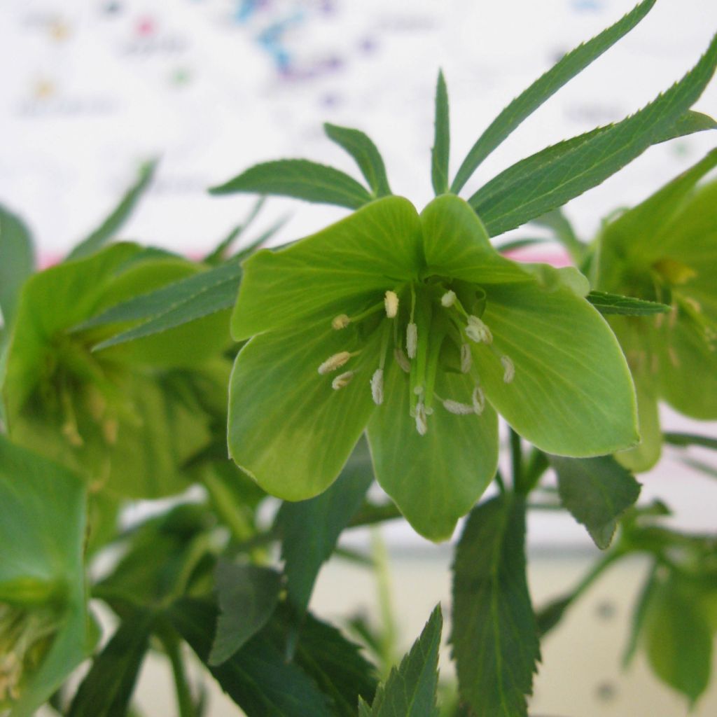 Héllébore dumetorum