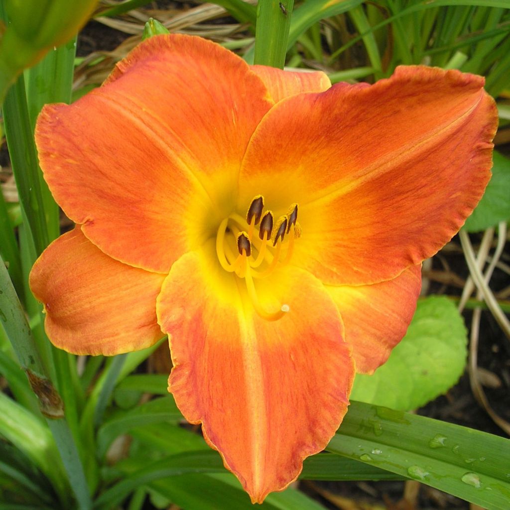 Hémérocalle Bittersweet Holiday - Lis d'un Jour