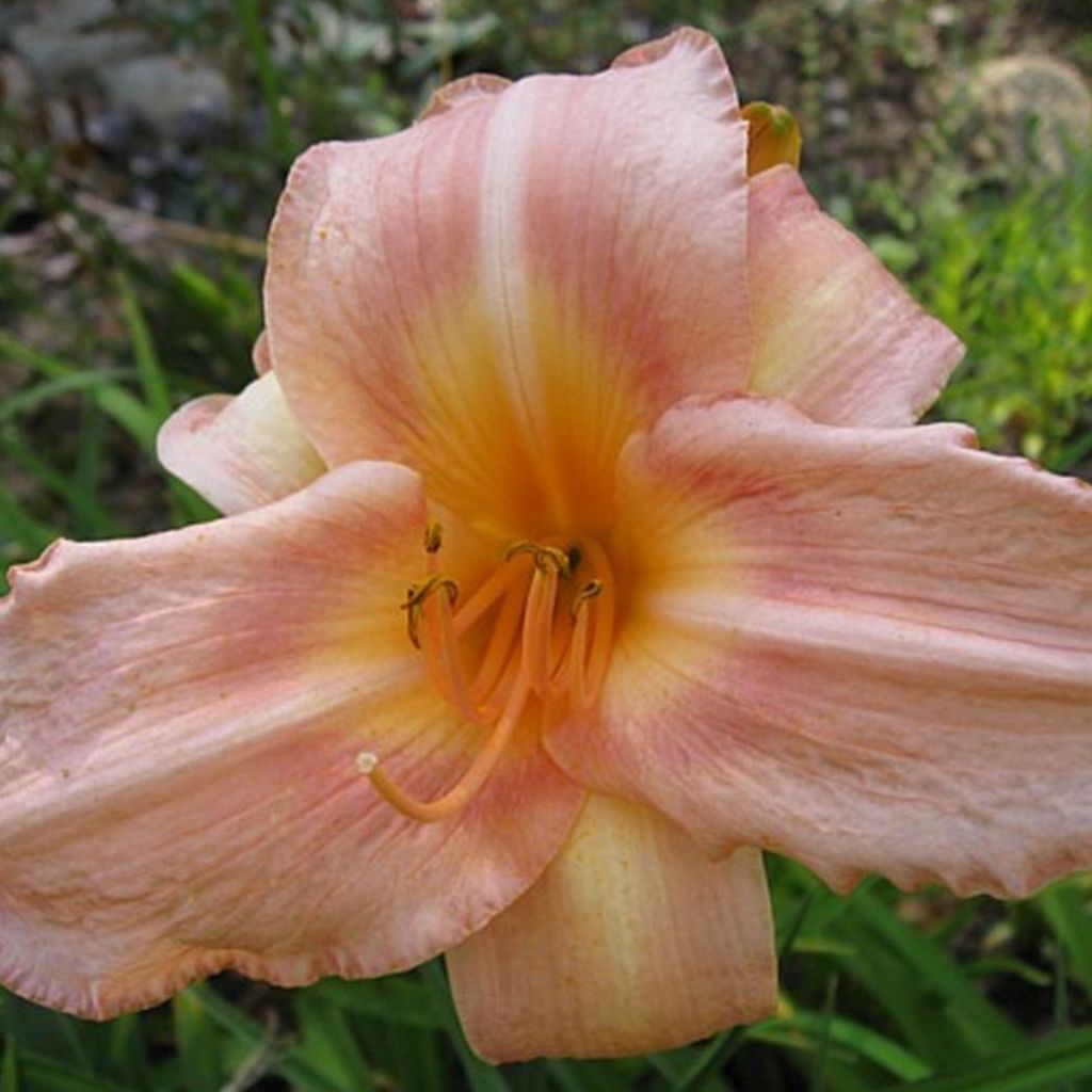 Hémérocalle Botticeli - Lis d'un Jour