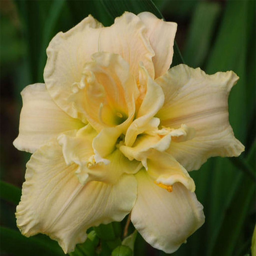 Hemerocallis Chardonnay - Daglelie
