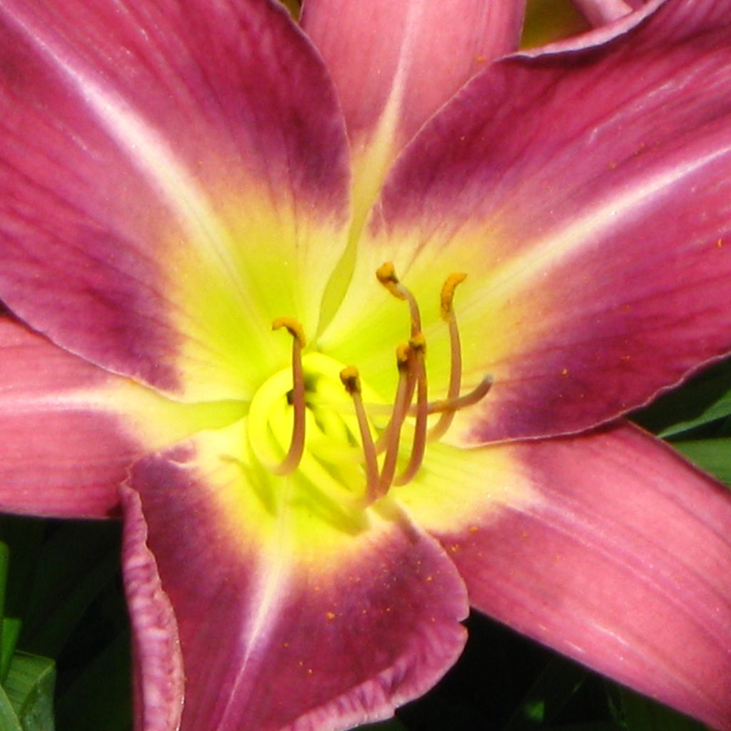 Hémérocalle Lavender Deal - Lis d'un jour rose lavande