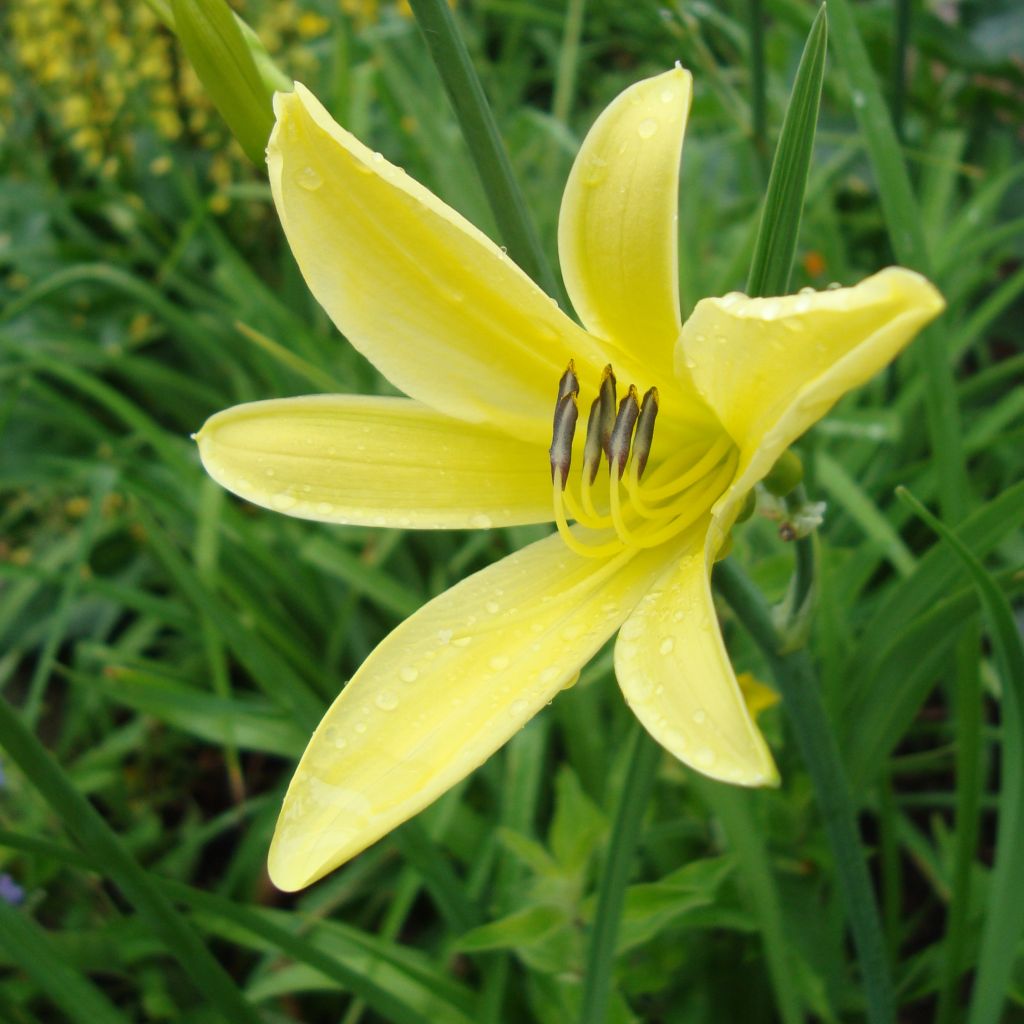 Hémérocalle citrina