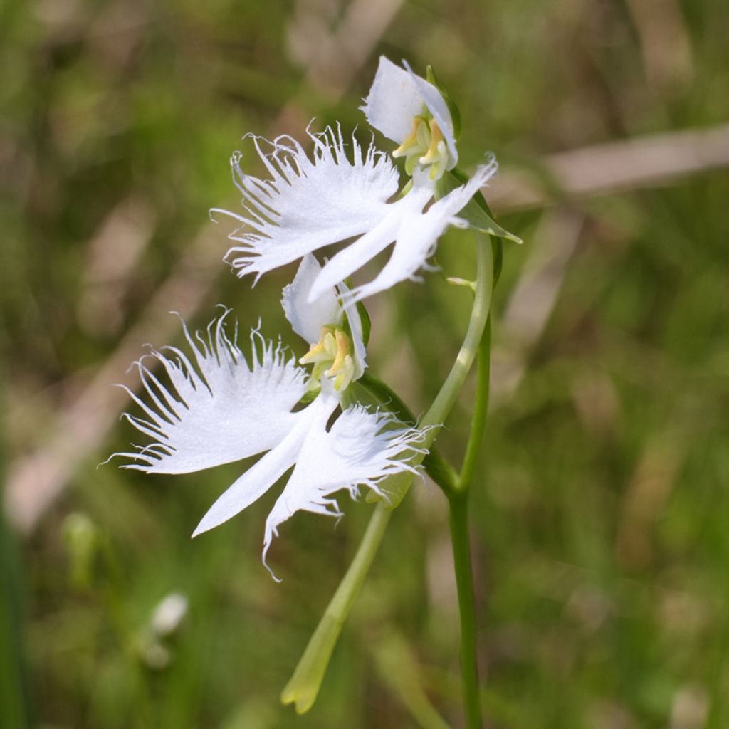 Habenaria radiata - Reigerorchidee