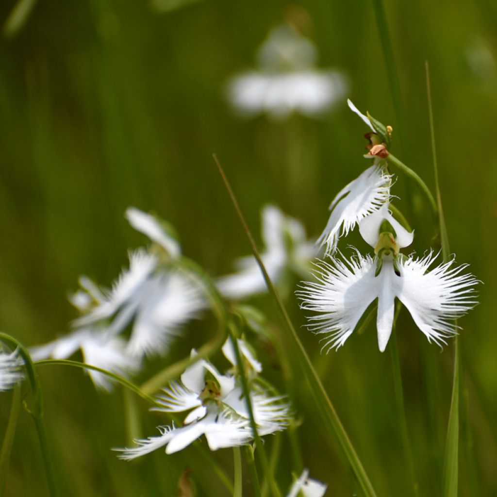 Habenaria radiata - Reigerorchidee