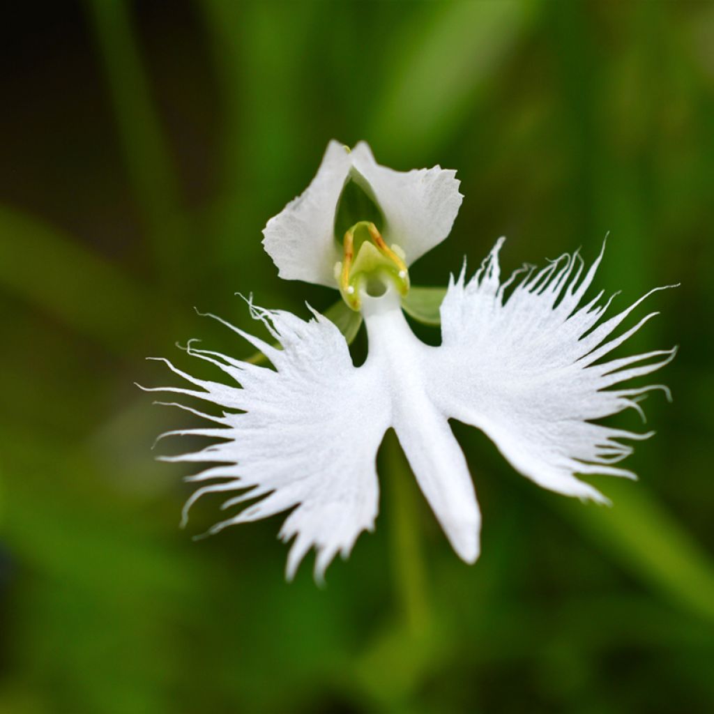 Habenaria radiata - Reigerorchidee