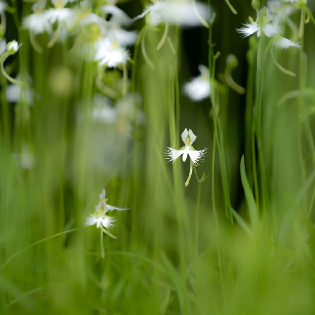 Habenaria radiata - Reigerorchidee