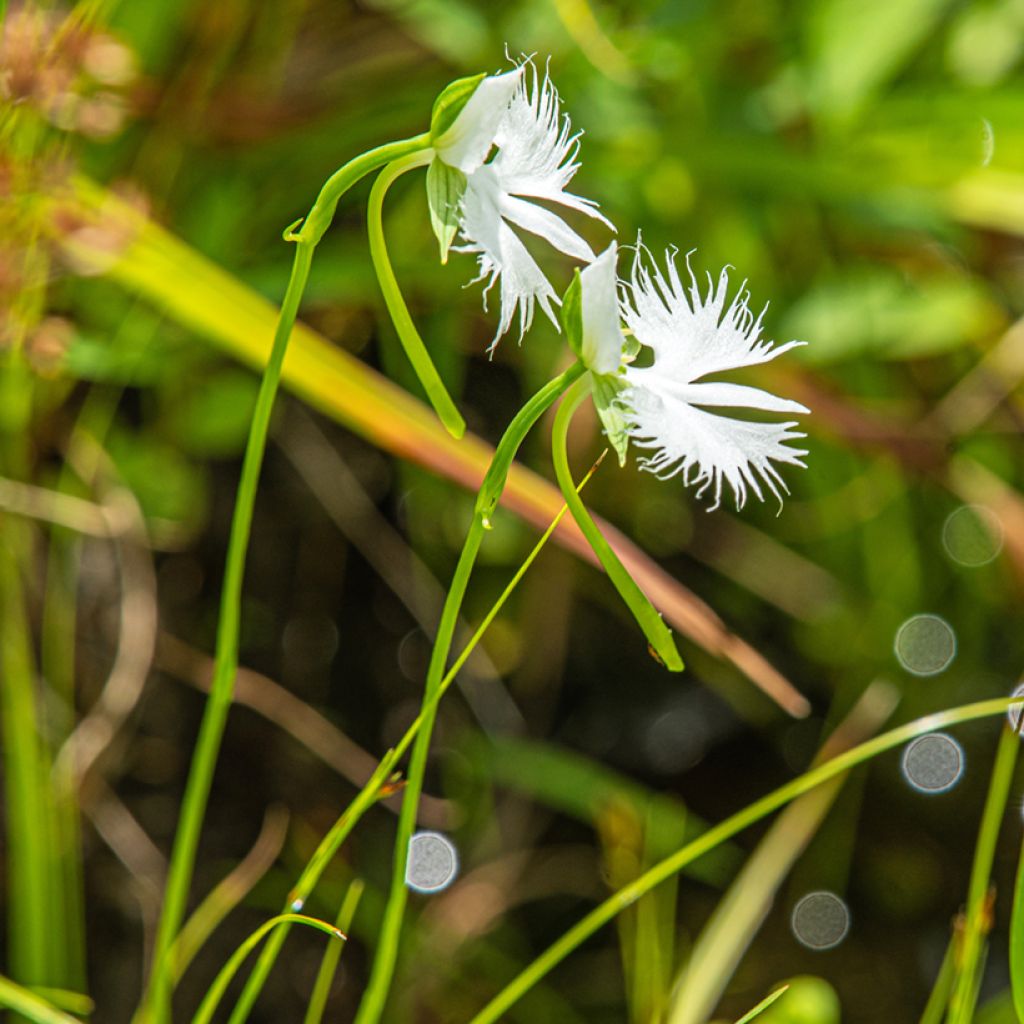 Habenaria radiata - Reigerorchidee