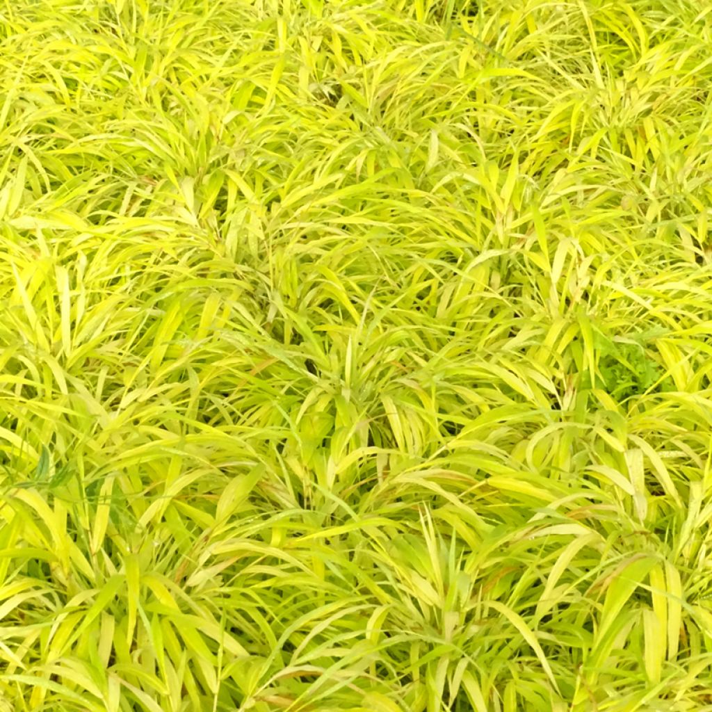 Hakonechloa macra Sunflare - Japans berggras