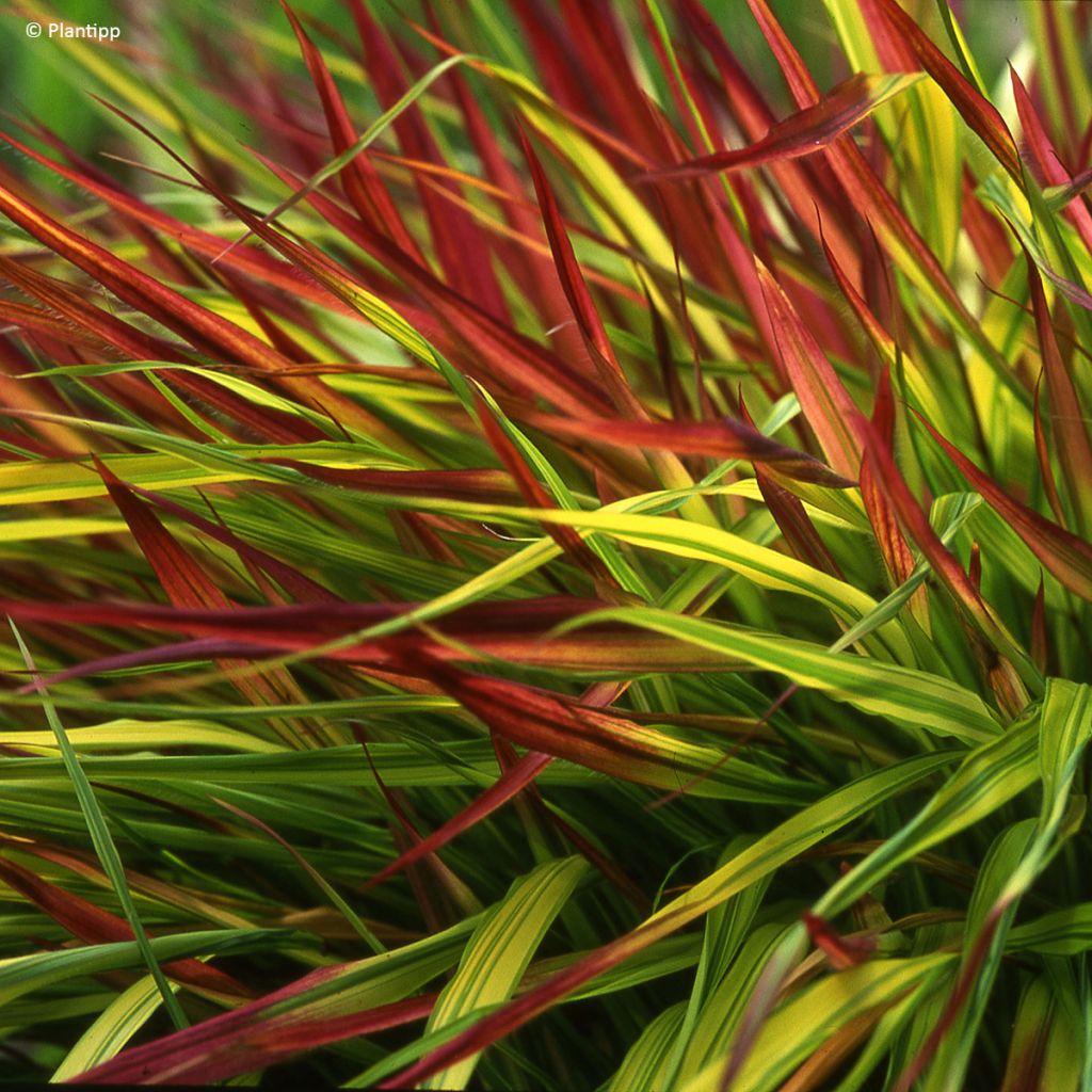 Hakonechloa macra Mulled Wine - Japans berggras