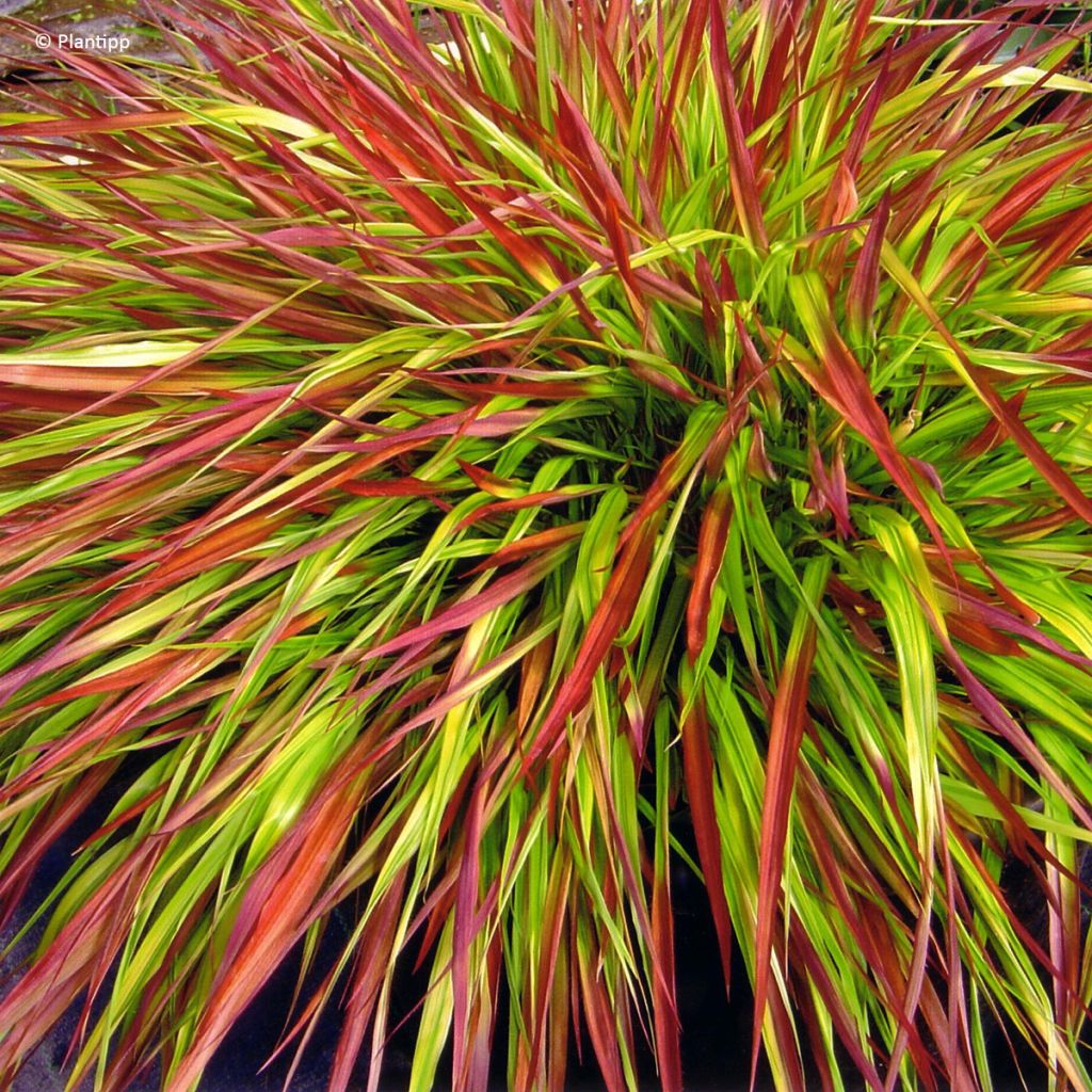 Hakonechloa macra Mulled Wine - Japans berggras