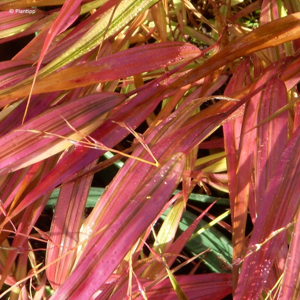 Hakonechloa macra Mulled Wine - Japans berggras