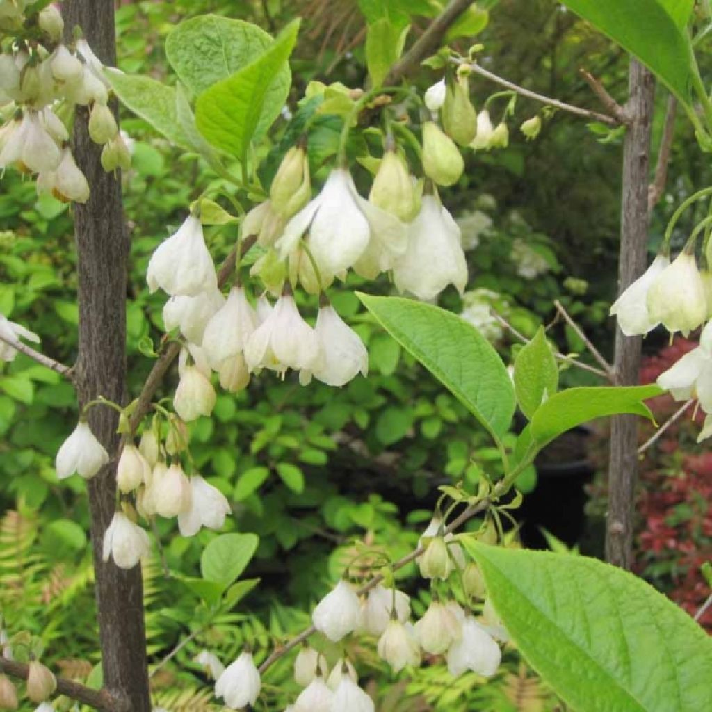 Halesia carolina - Sneeuwklokjesboom