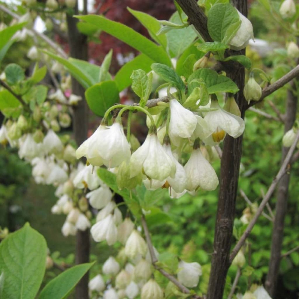 Halesia carolina - Sneeuwklokjesboom