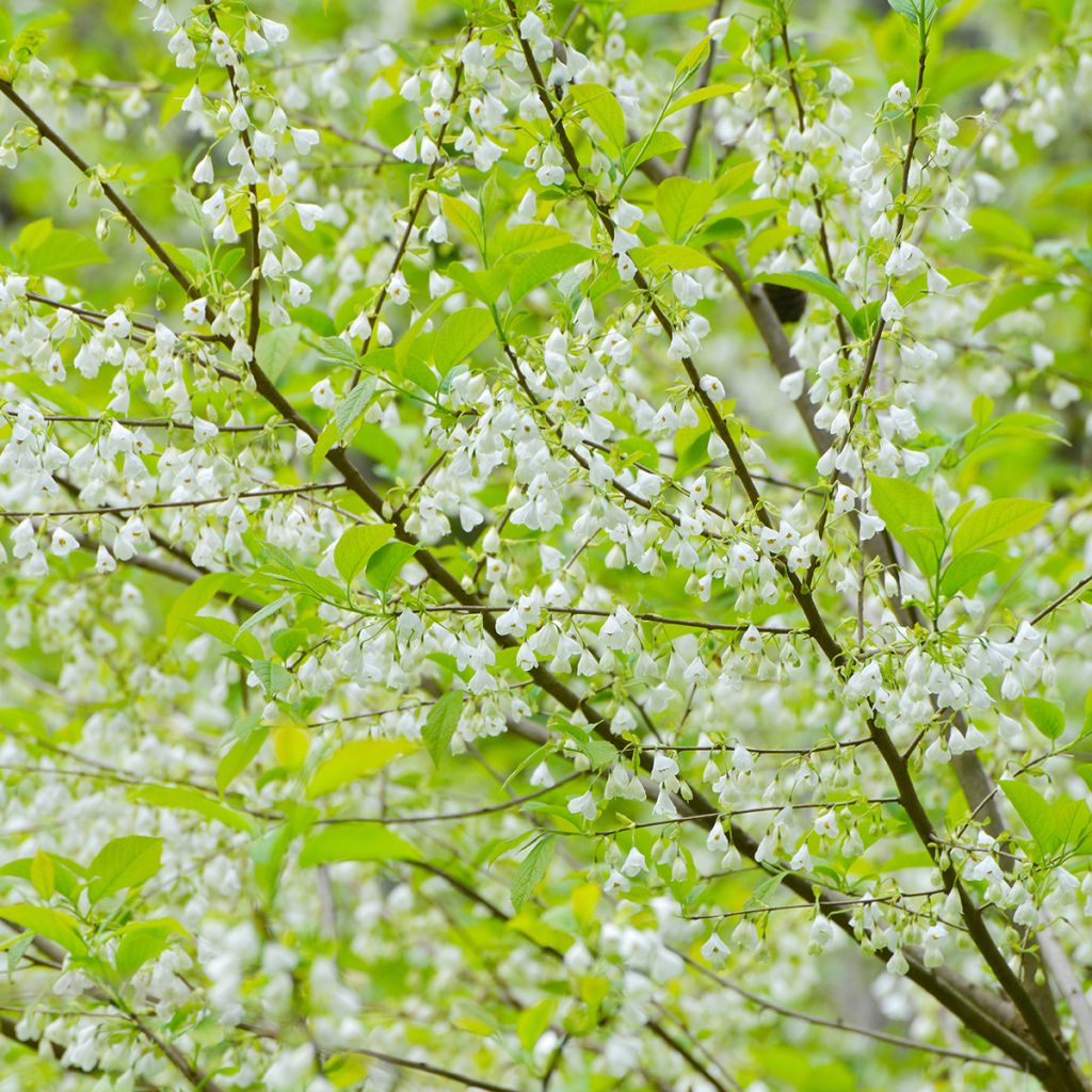Halesia carolina - Sneeuwklokjesboom