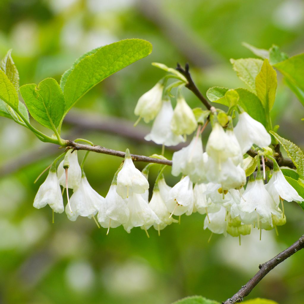 Halesia carolina - Sneeuwklokjesboom