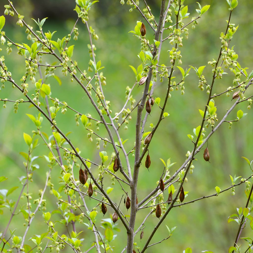Halesia carolina - Sneeuwklokjesboom