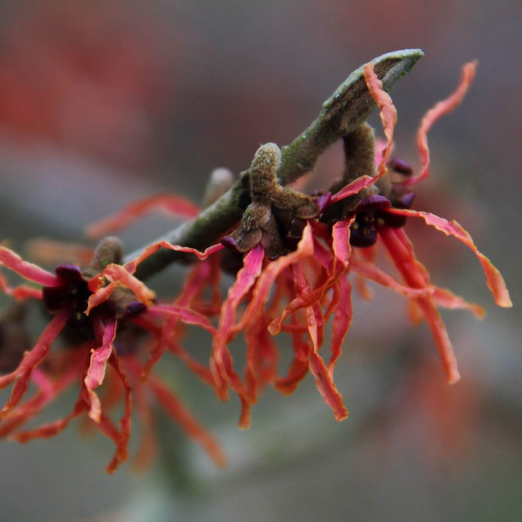 Hamamelis intermedia Feuerzauber - Toverhazelaar