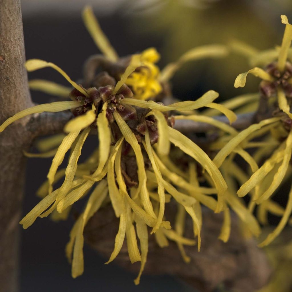 Hamamelis intermedia Westerstede - Toverhazelaar