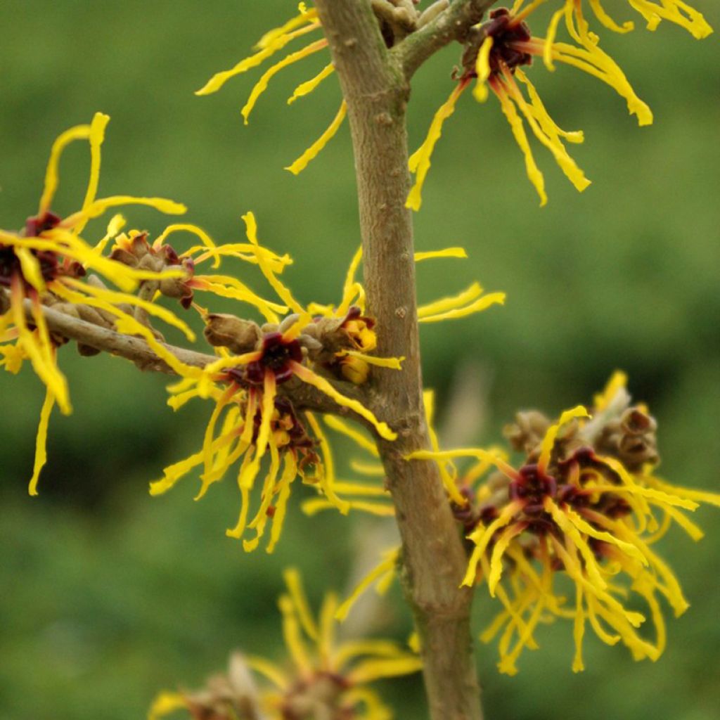 Hamamelis Barmstedt Gold - Toverhazelaar