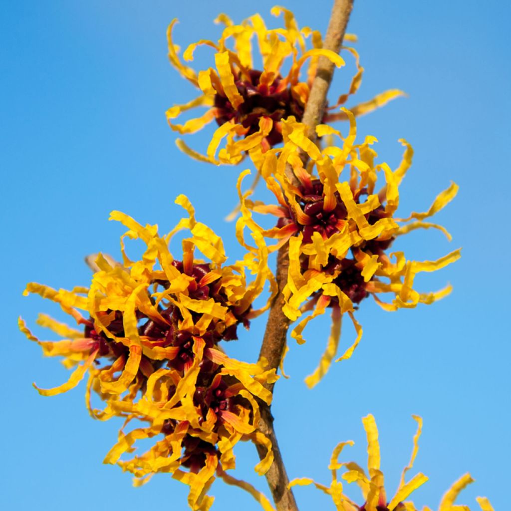Hamamelis Orange Beauty - Toverhazelaar
