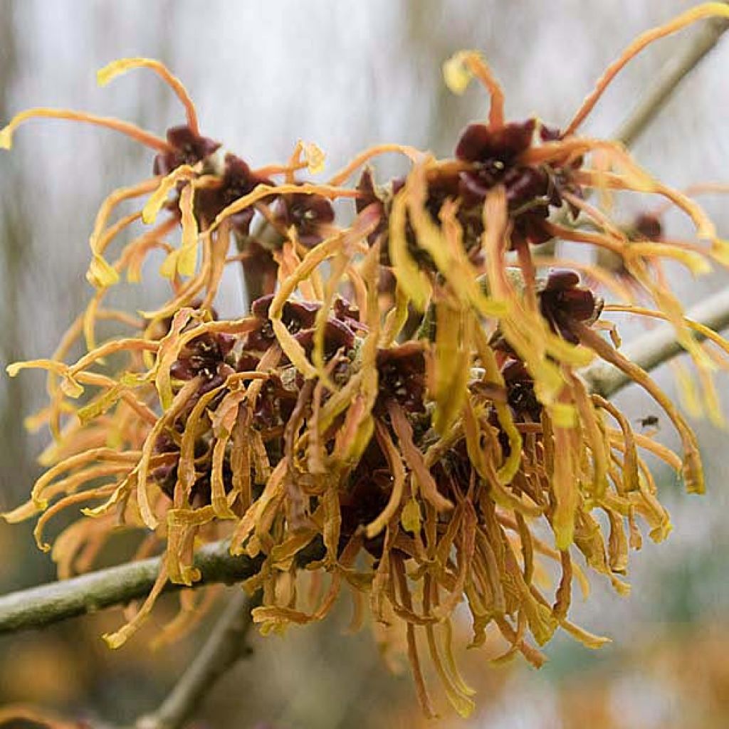 Hamamelis mollis Pallida - Zachte toverhazelaar
