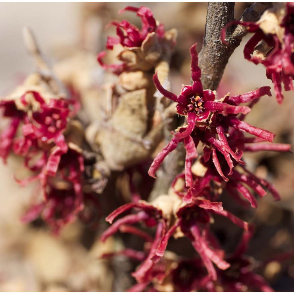 Hamamelis vernalis Amethyst - Toverhazelaar