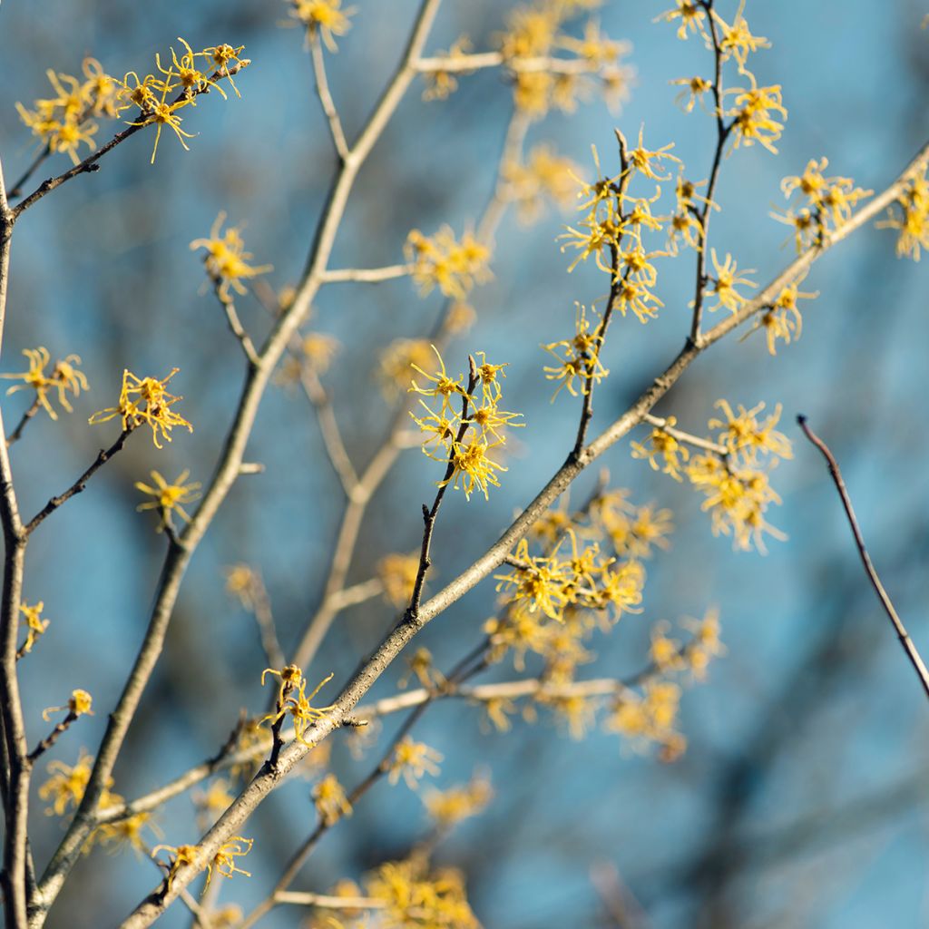 Hamamelis virginiana - Amerikaanse toverhazelaar
