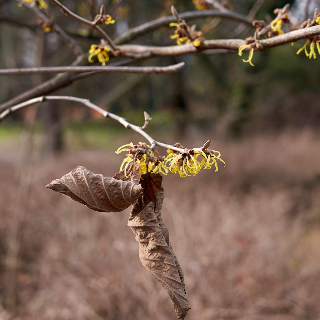 Hamamelis virginiana - Amerikaanse toverhazelaar