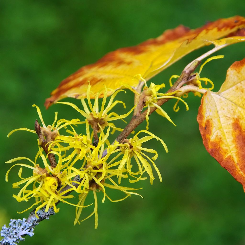 Hamamelis virginiana - Amerikaanse toverhazelaar