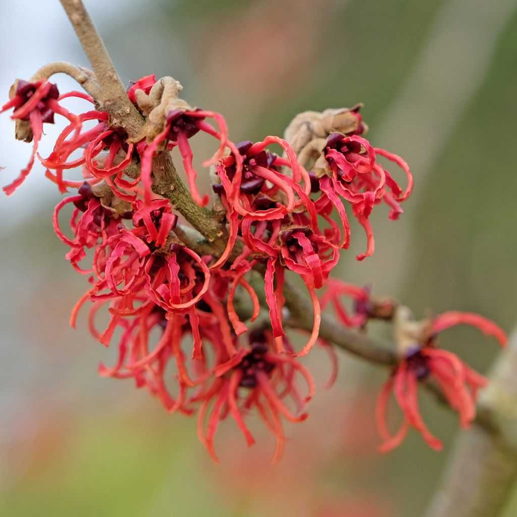 Hamamelis intermedia Rubin - Toverhazelaar