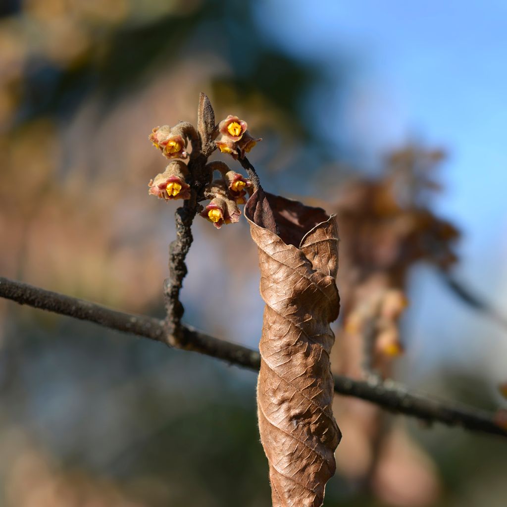 Hamamelis japonica Zuccariniana - Japanse toverhazelaar