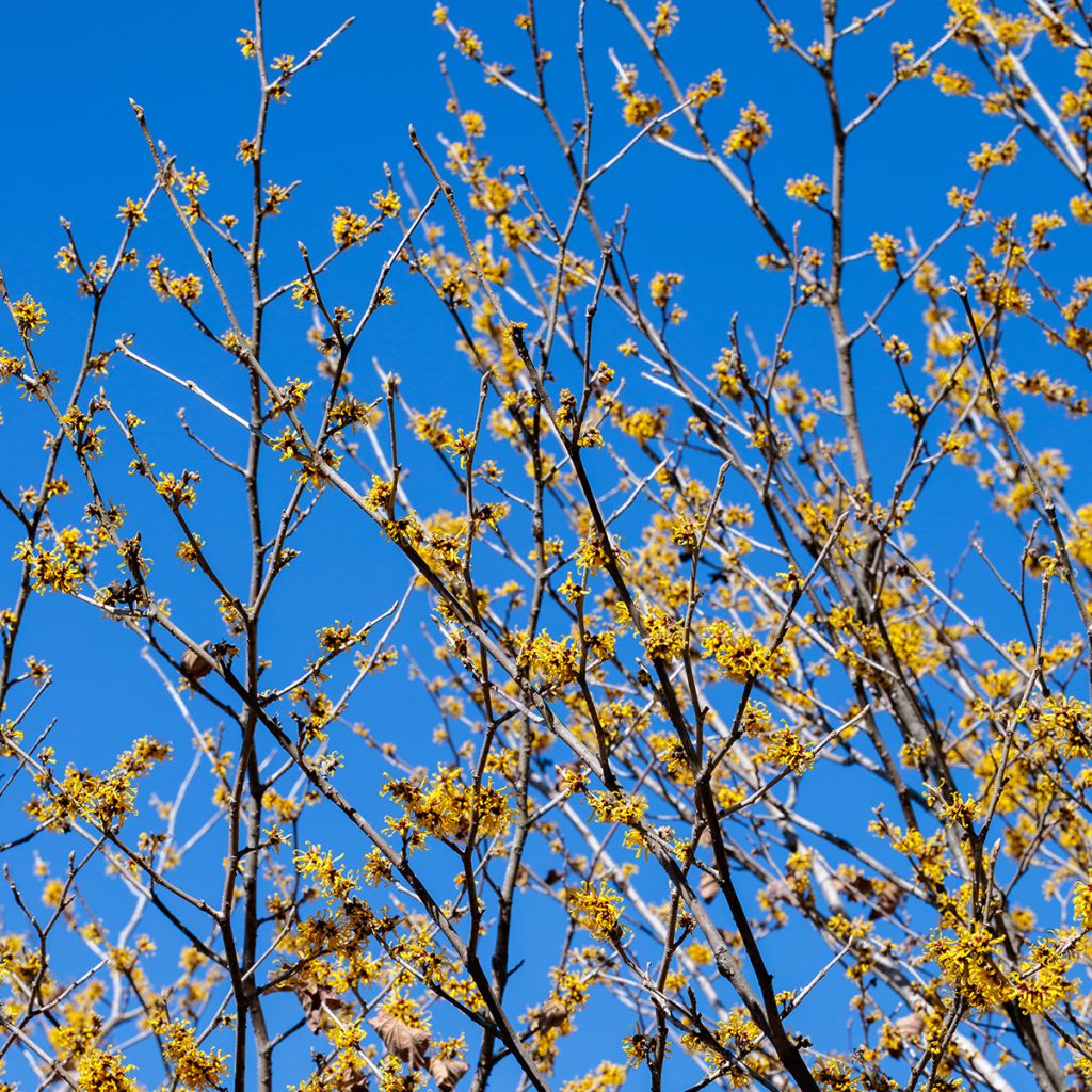 Hamamelis mollis Pallida - Zachte toverhazelaar