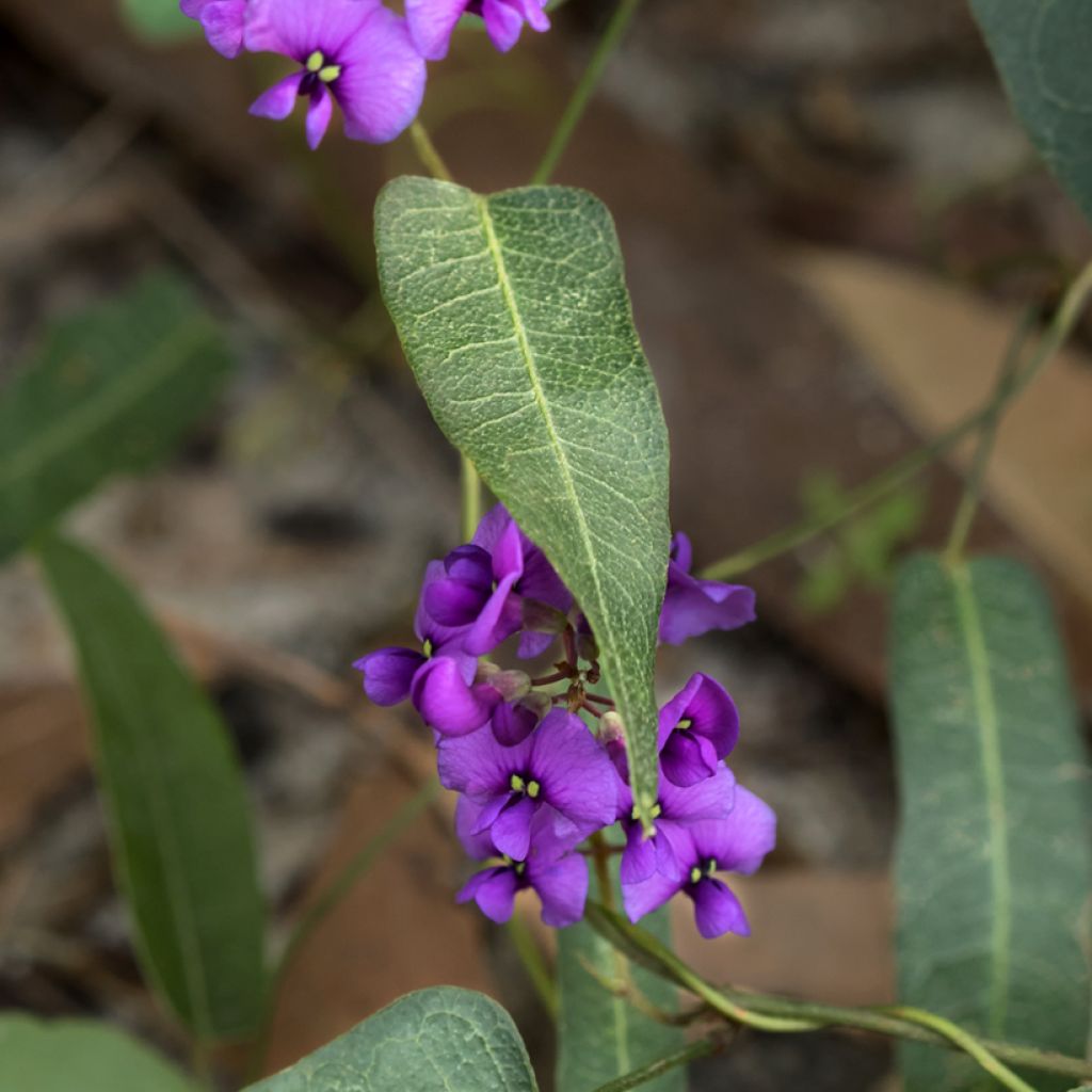 Hardenbergia violacea Meema - Valse sarsparilla