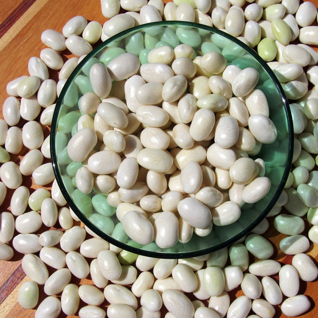 Stokslaboon Alaric type Tarbais