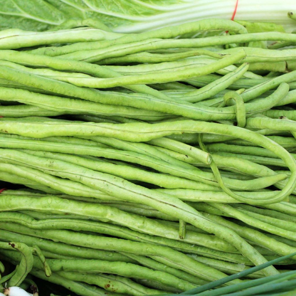 Kousenband - Vigna unguiculata