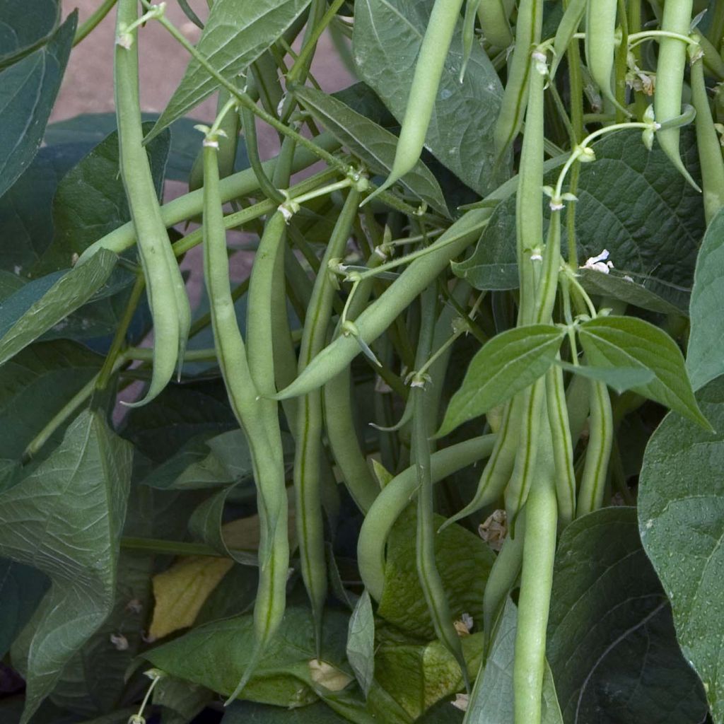 Stamslaboon Mascotte - Vilmorin