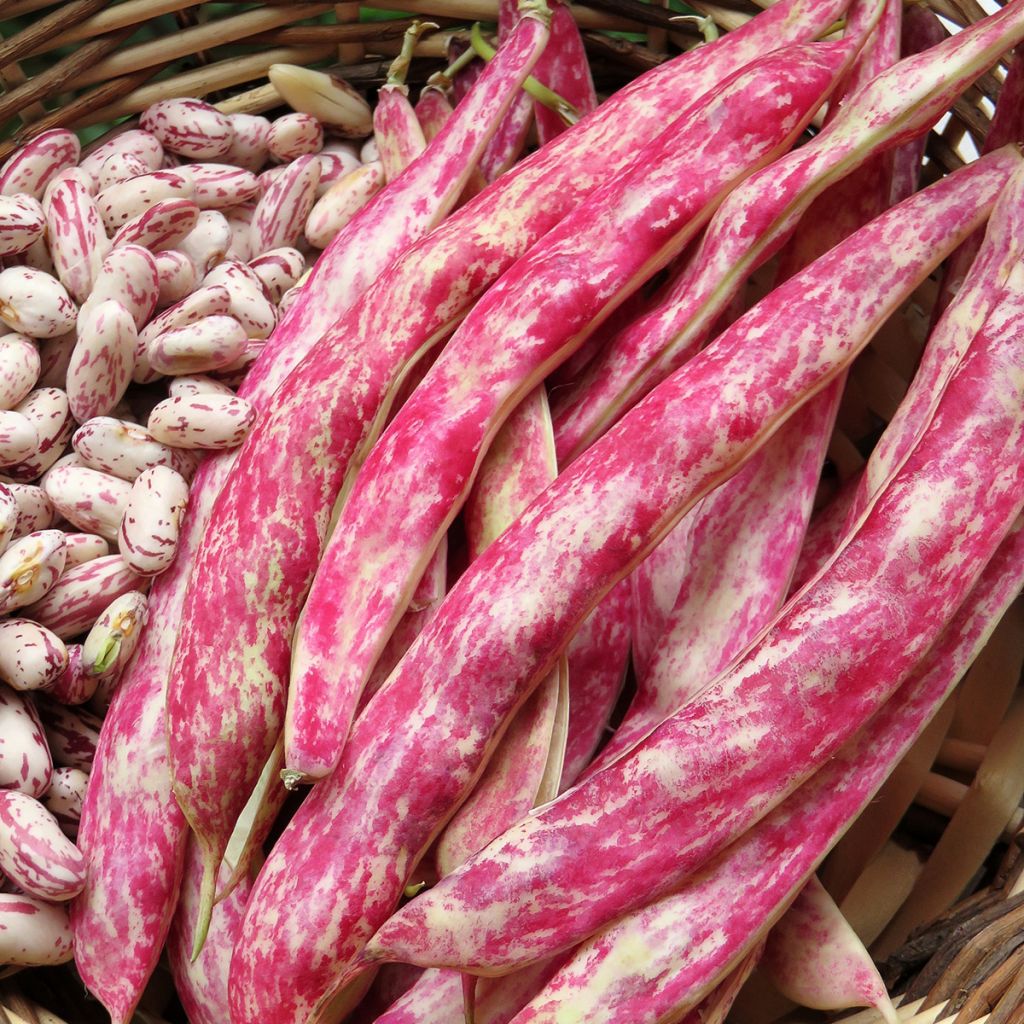 Stamkievitsboon Flambo