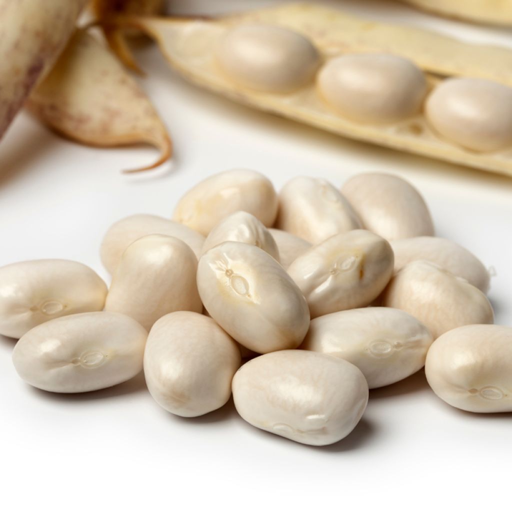 Witte stamslaboon Pactol