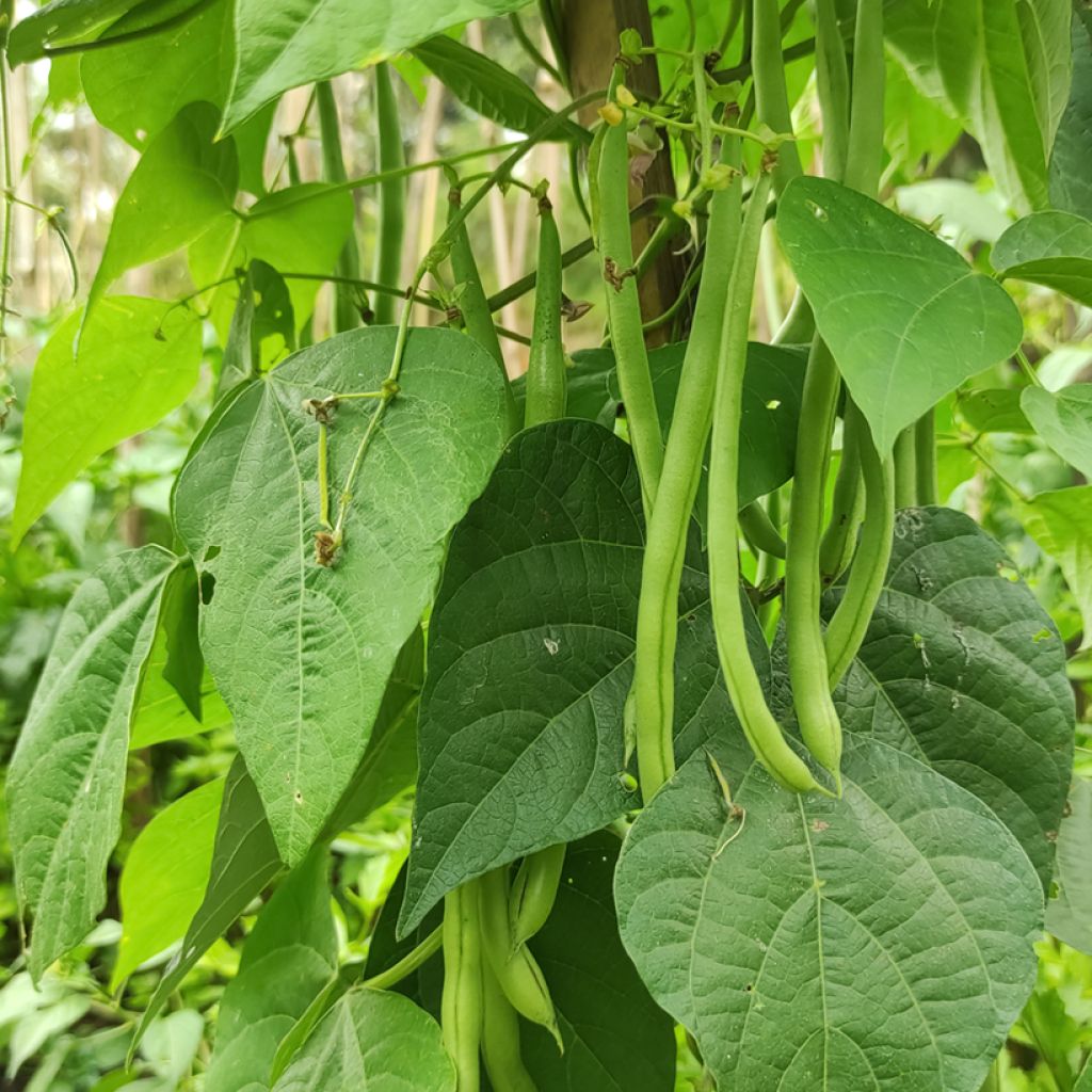 Struikboon Aiguillon