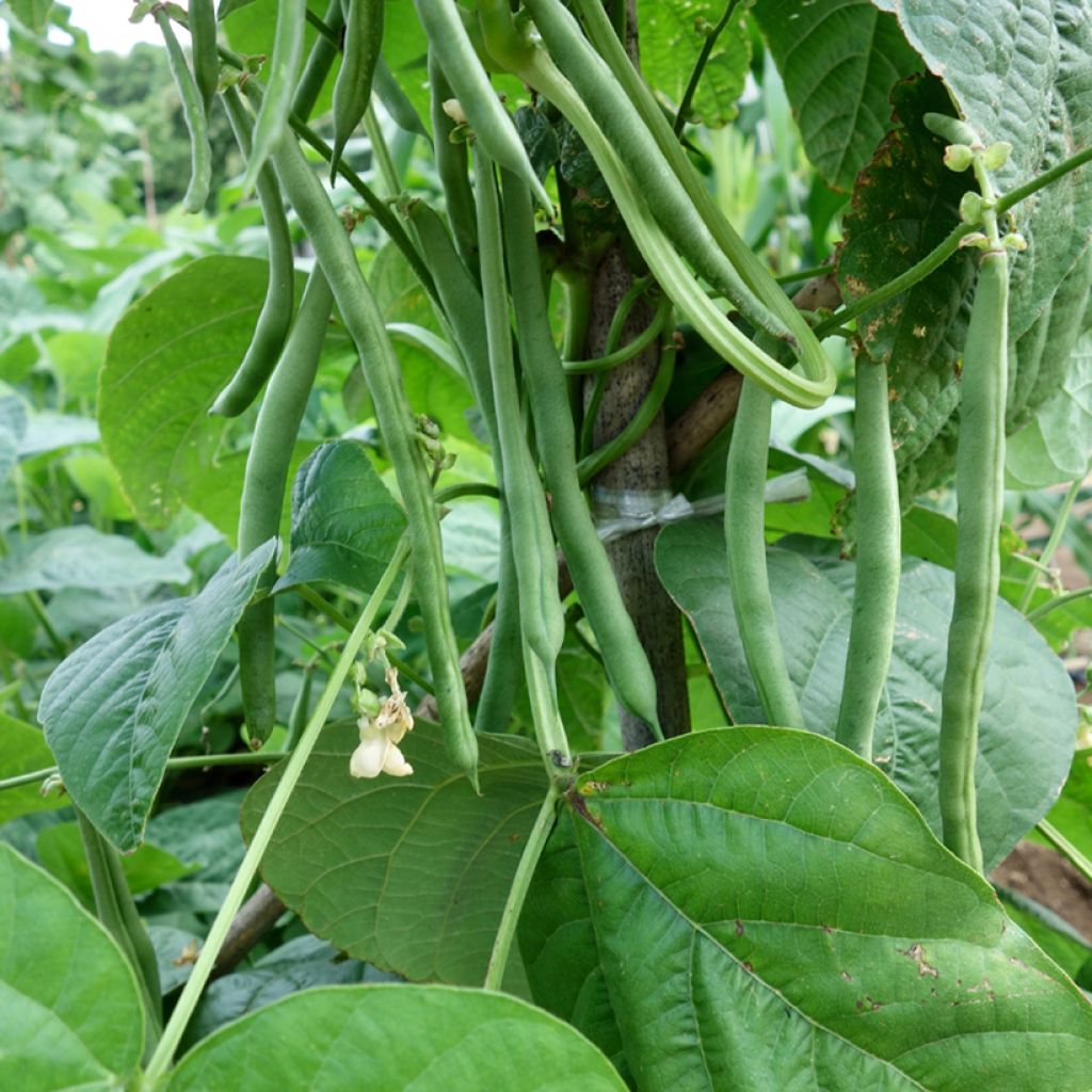 Stamslaboon Mascaret