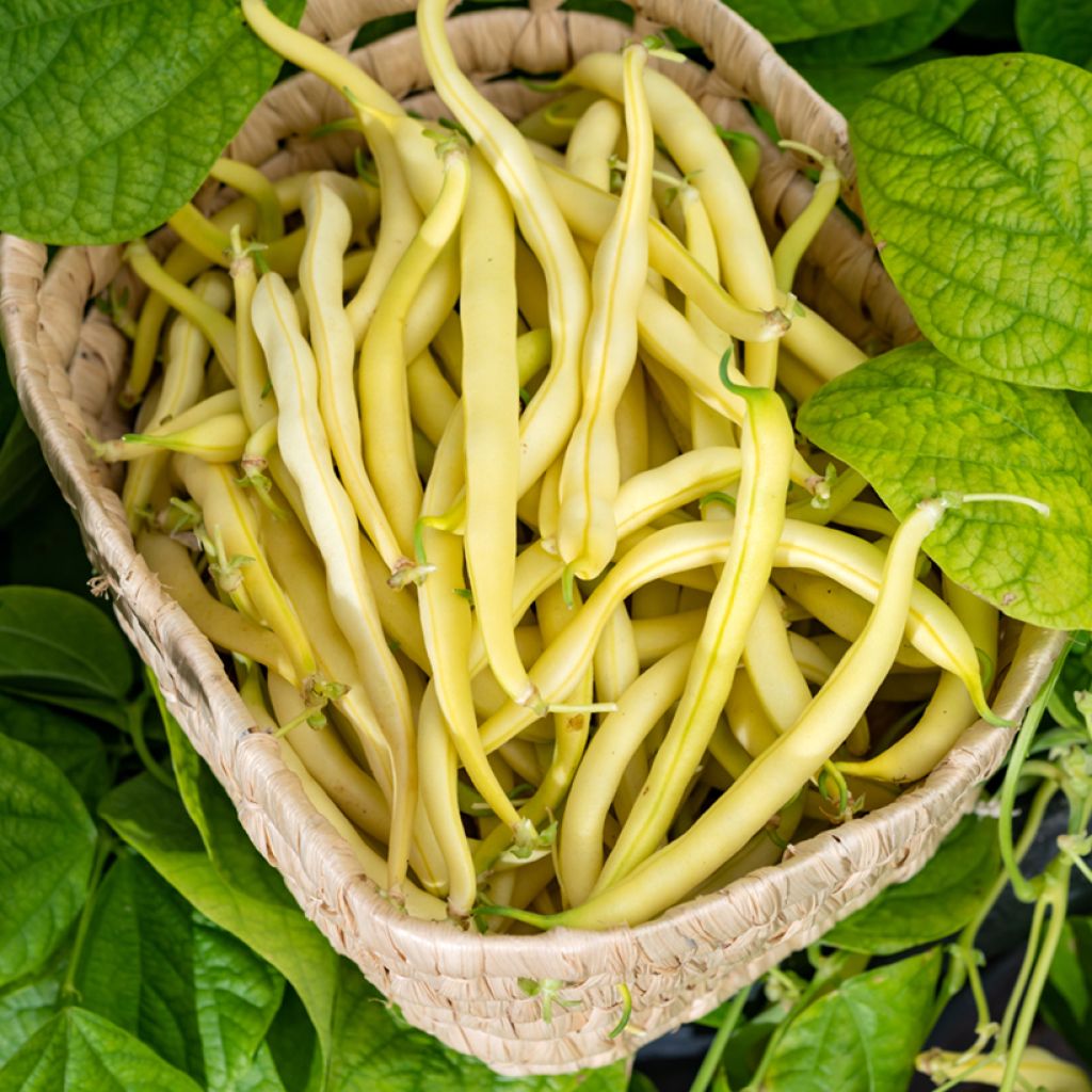 Stamboterboon Boter van Rocquencourt - Vilmorin