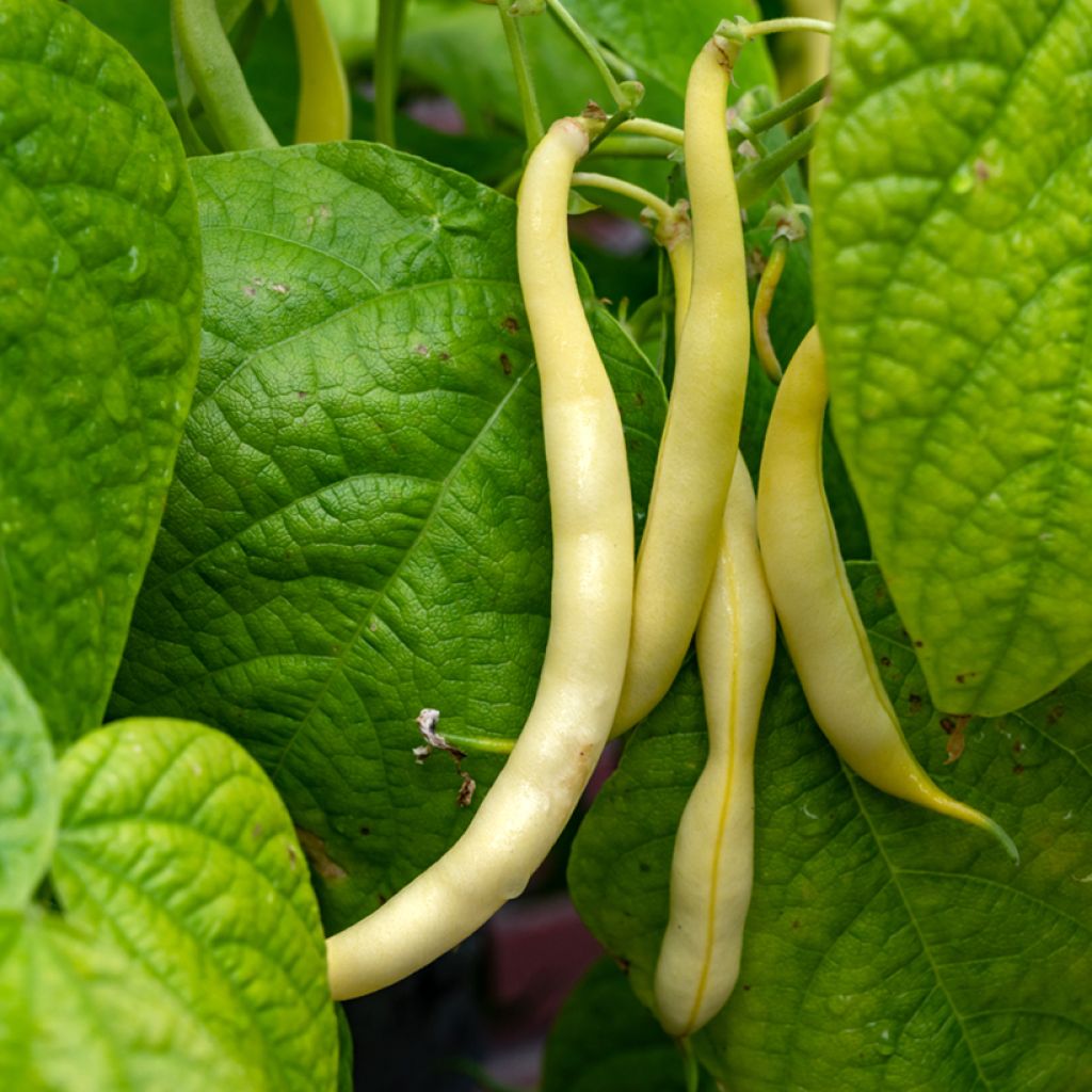 Stamboterboon Boter van Rocquencourt