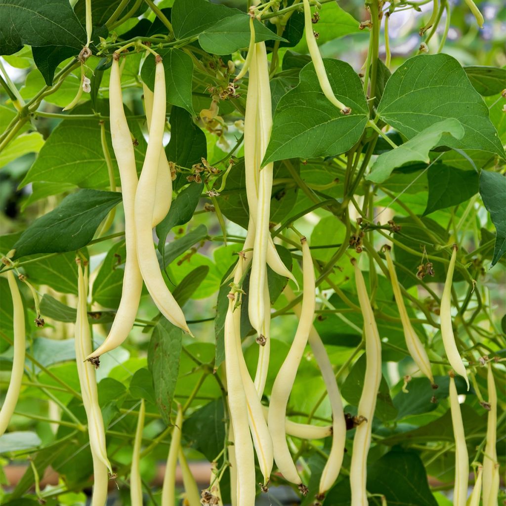 Staakboon Monte Gusto (zaad)